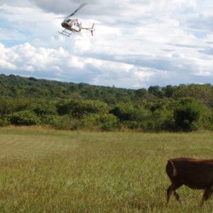 HELICOPTER TRIPS
