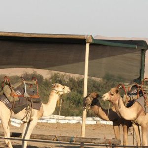 CAMEL RIDES