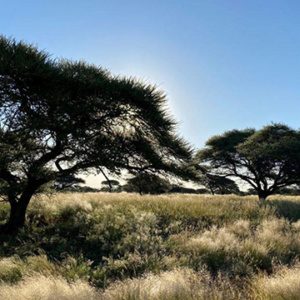 IMBASA SAFARI