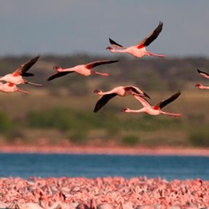 FLAMINGOS AT KAMFERS DAM