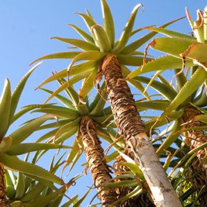 KOMS QUIVERTREE NURSERY