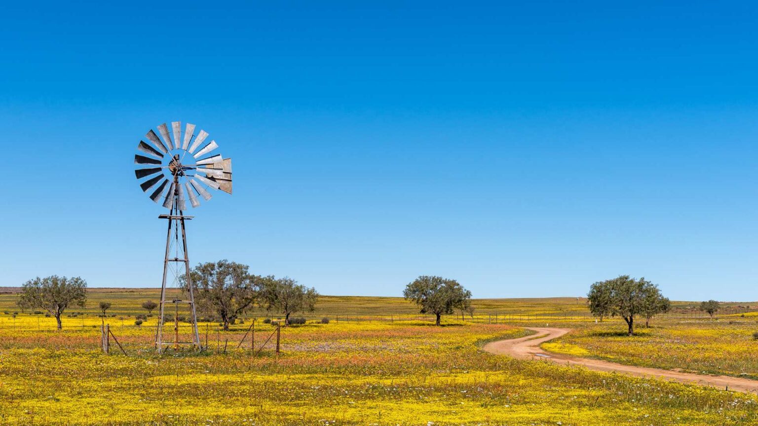3. Nieuwoudtville Wildflower Reserve