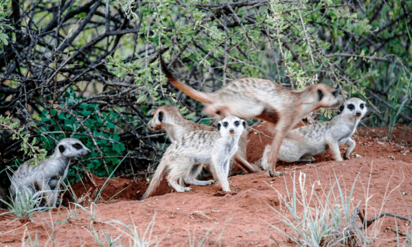 NATURAL BEAUTY & WILDLIFE ADVENTURES